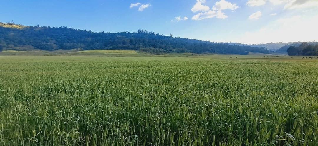 የእርሻ ፕሮጀክት 4