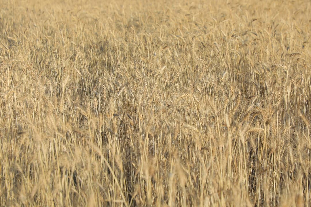 የእርሻ ፕሮጀክት 7